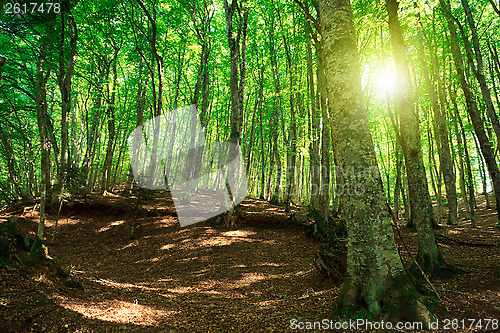 Image of Green forest