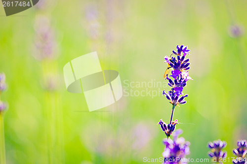 Image of Lavender background