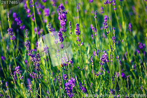 Image of Lavender field