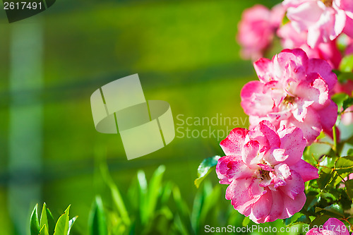 Image of Pink flowers on green background with copy-space