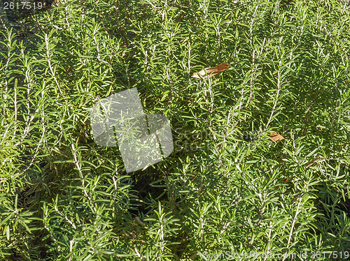 Image of Rosemary plant