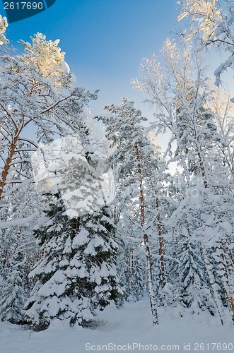 Image of Winter snow covered trees against the blue sky