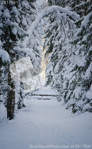 Image of Winter snow covered trees. Viitna, Estonia.