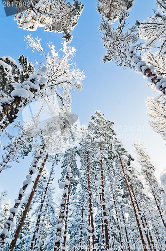 Image of Winter snow covered trees against the blue sky