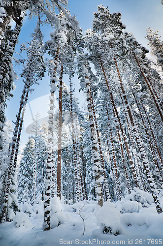Image of Winter snow covered trees. Viitna, Estonia.