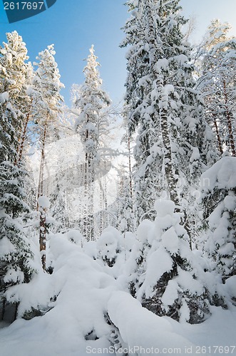 Image of Winter snow covered trees against the blue sky