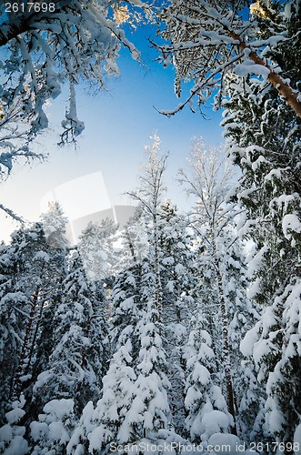 Image of Winter snow covered trees against the blue sky