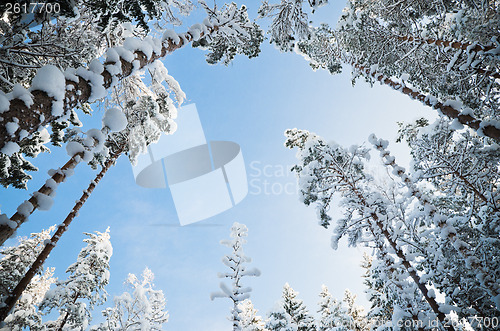 Image of Bottom view of the snow-covered trees