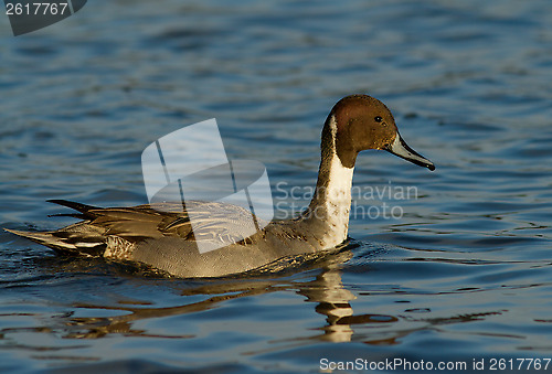 Image of Northern Pintail