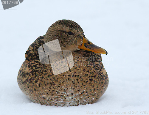 Image of Mallard in the snow