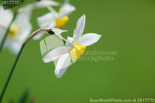 Image of white daffodils