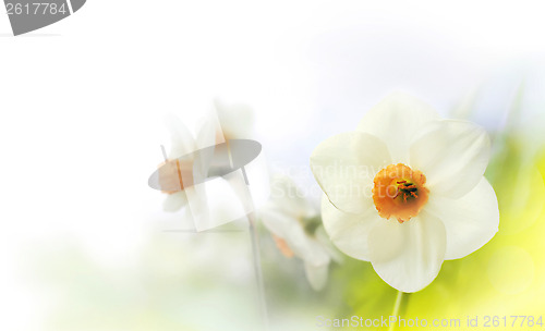 Image of spring daffodils high key