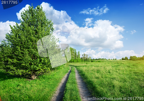 Image of Road into the spring field