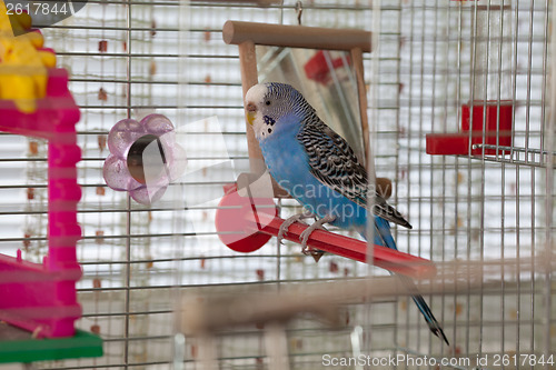 Image of Budgie