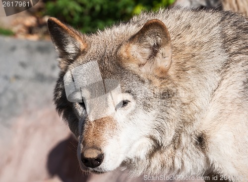 Image of Wolf