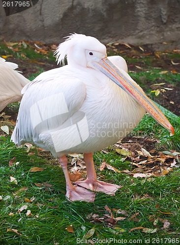 Image of Pelican