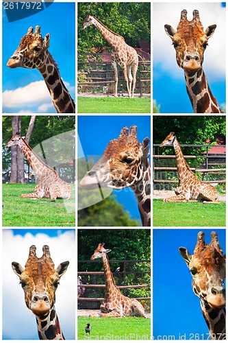 Image of Giraffe