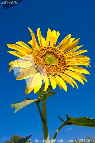Image of Sunflower