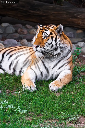 Image of Tiger