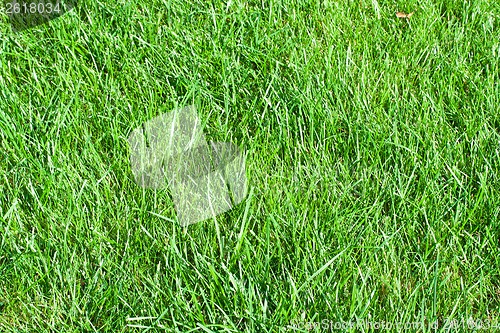 Image of Green grass