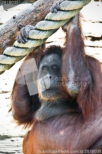 Image of Orangutan