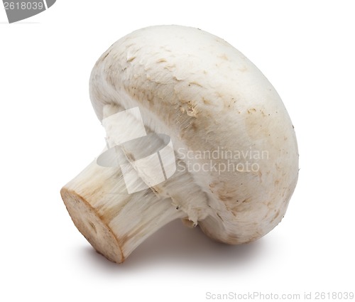 Image of Champignon mushroom