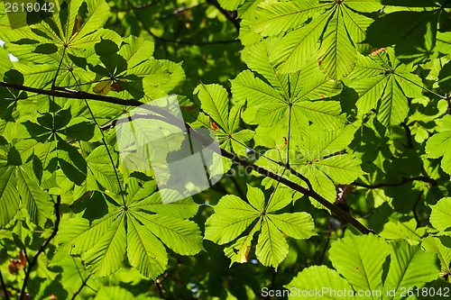 Image of Leaves background