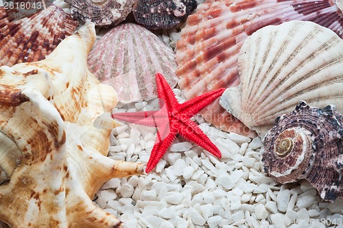 Image of Seashells