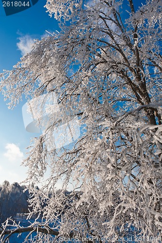 Image of Winter forest