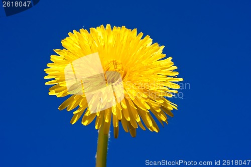 Image of Dandelion