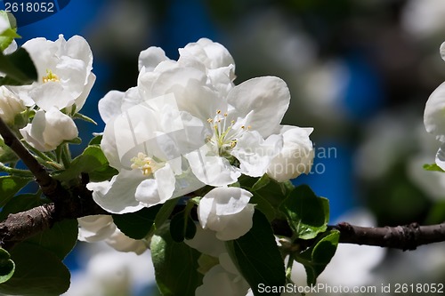 Image of Apple flowers