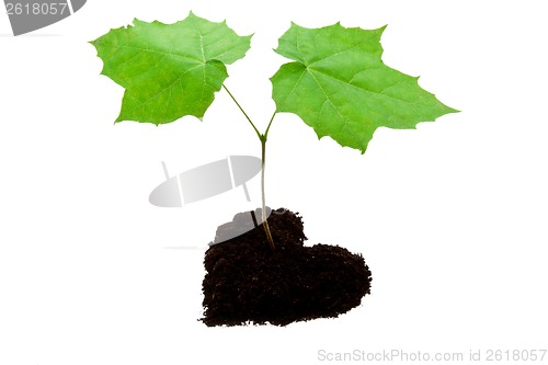 Image of Small tree