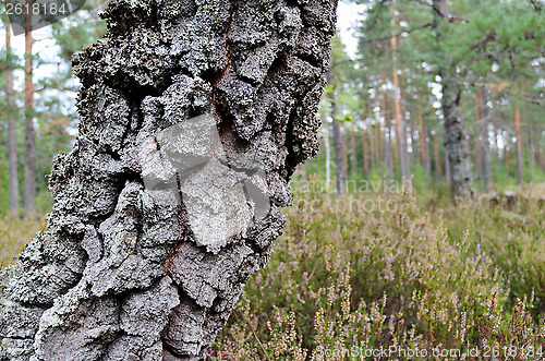 Image of tree trunk with moss on the forest background