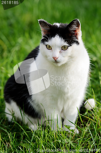Image of cat against green background