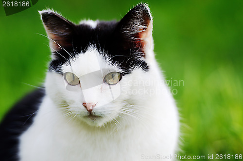 Image of cat curiously looking forward 