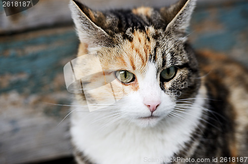 Image of tricolor cat looking away 