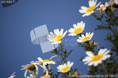 Image of chamomile