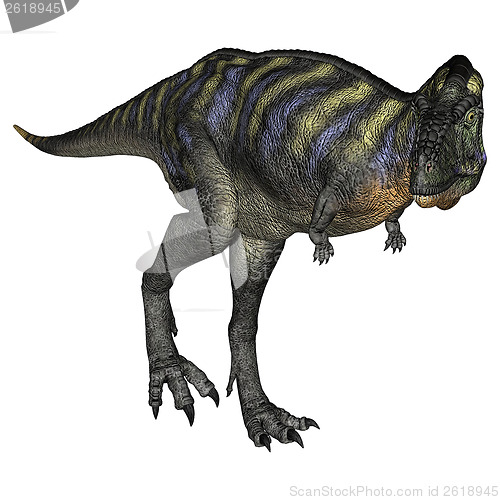 Image of Dinosaur Aucasaurus