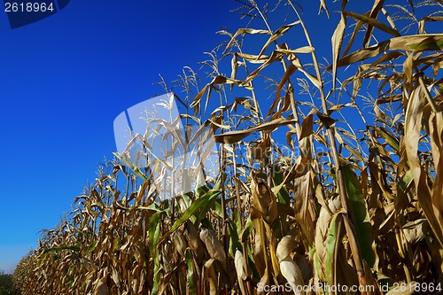 Image of Cornfield and blue sky at nice sun day