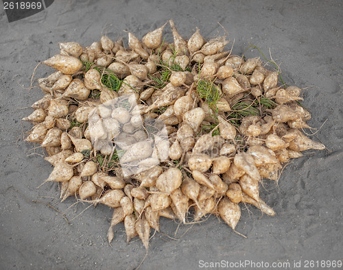 Image of Burmese vegetables - root crops