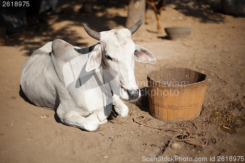 Image of Cow is resting. Burma