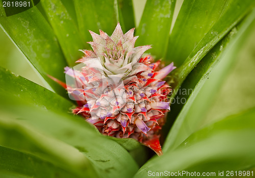 Image of Little red pineapple on a bush