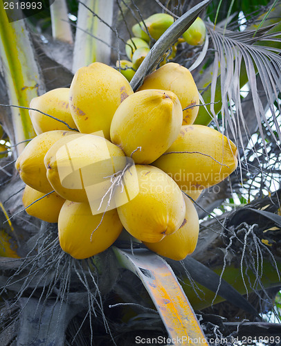 Image of Yellow coconuts on the palm