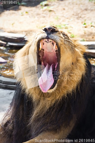 Image of Lion
