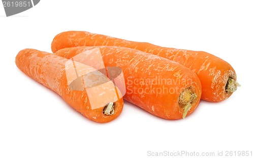 Image of Carrot