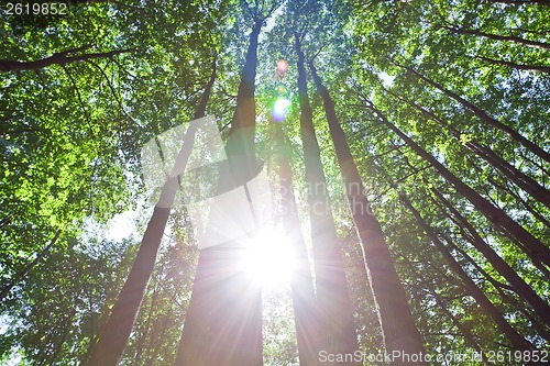 Image of Green forest