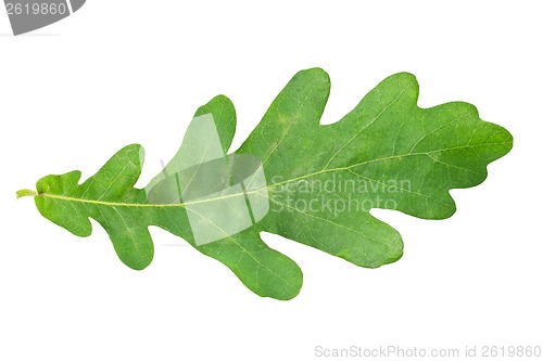Image of Green leaf