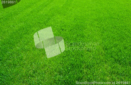 Image of Green grass