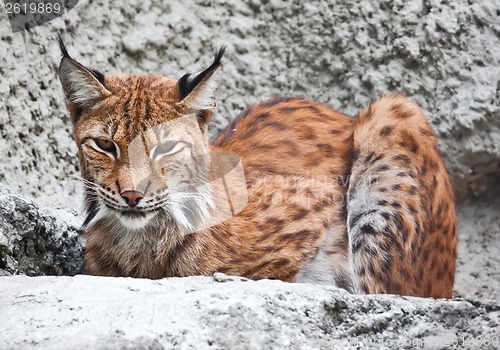 Image of Lynx