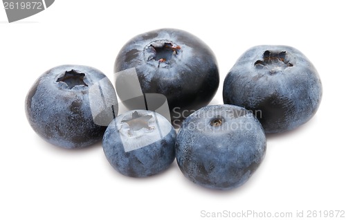 Image of Blueberry